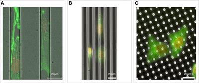 Methods and computational tools to study eukaryotic cell migration in vitro